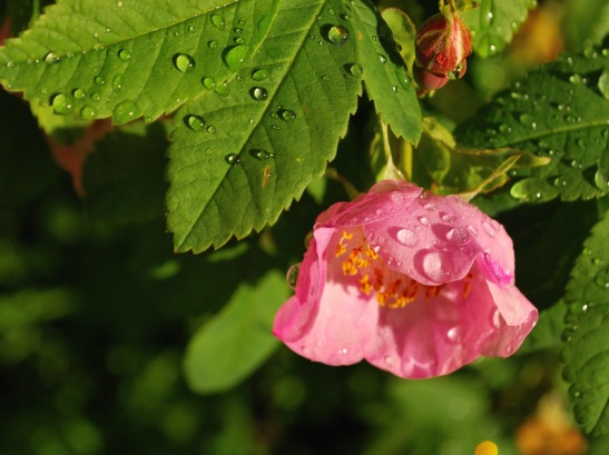 Prickly Rose - Early Morning - After Rain
